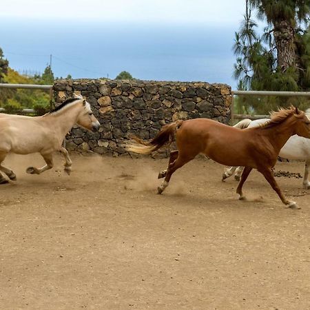 Riendas Vivas La Guancha المظهر الخارجي الصورة