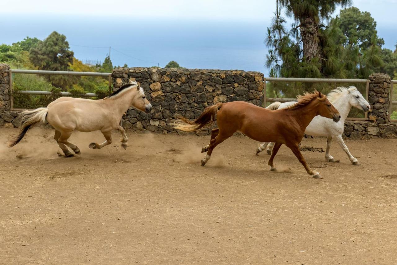 Riendas Vivas La Guancha المظهر الخارجي الصورة